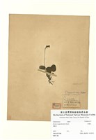 藏品(裂緣花)的圖片